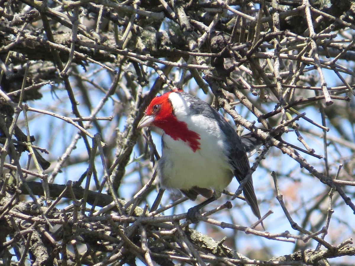 Red-crested Cardinal - ML135626241