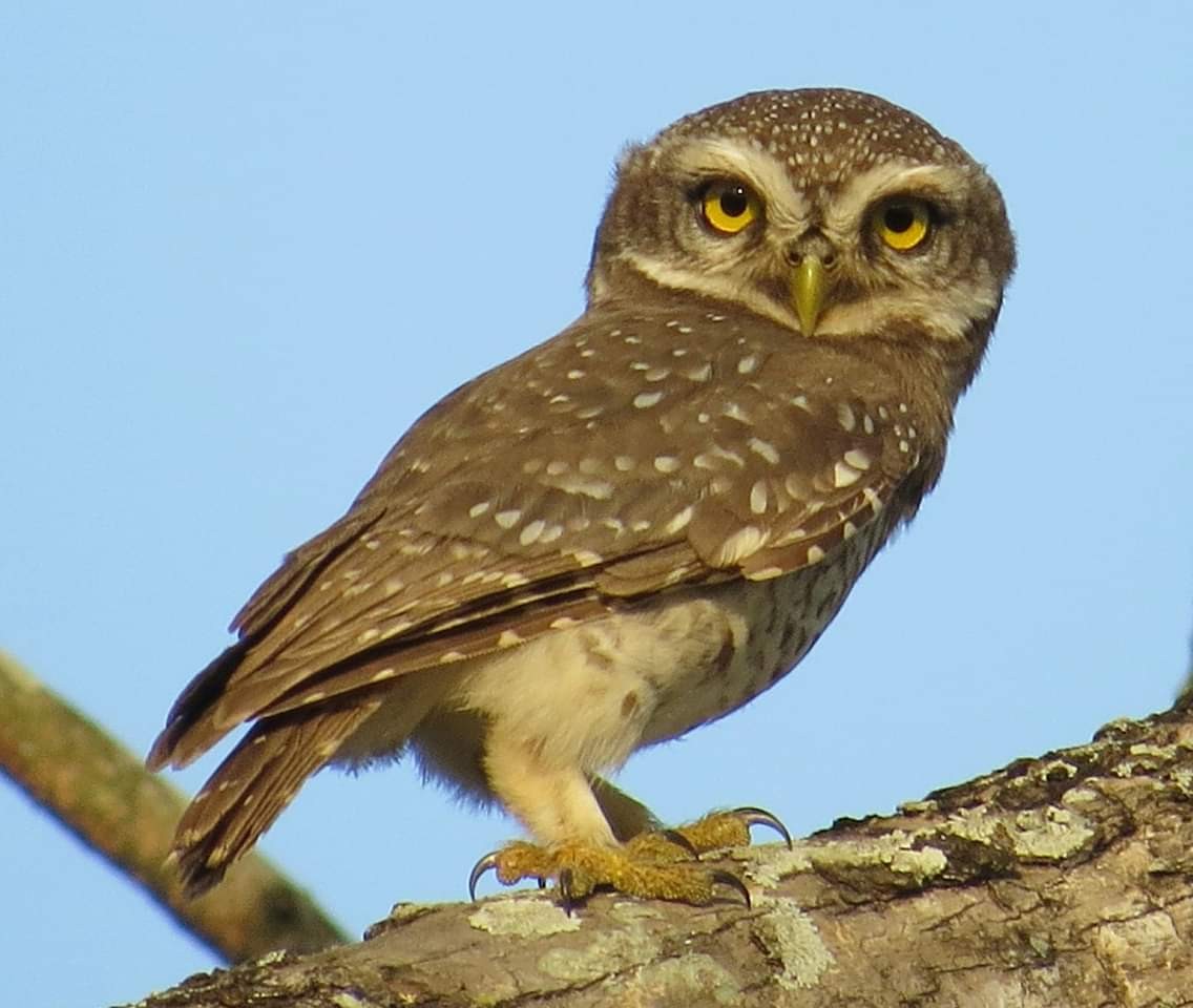 Spotted Owlet - Krishnamoorthy Muthirulan