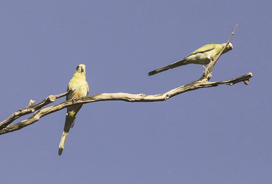 Golden-shouldered Parrot - Narca Moore