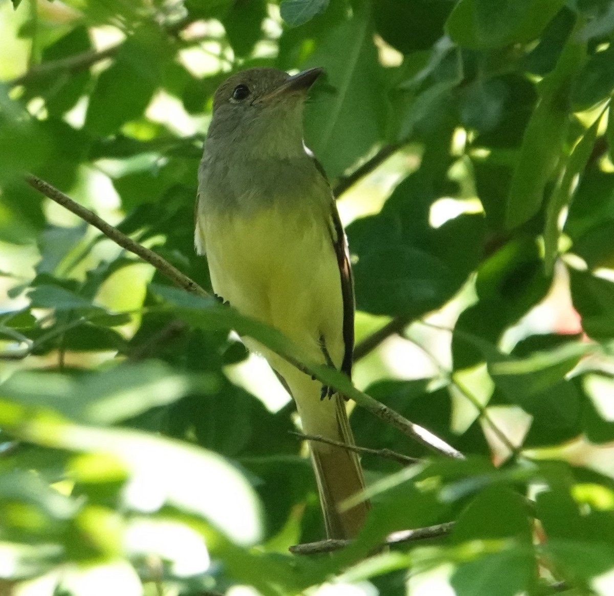 Great Crested Flycatcher - Chuck Hignite