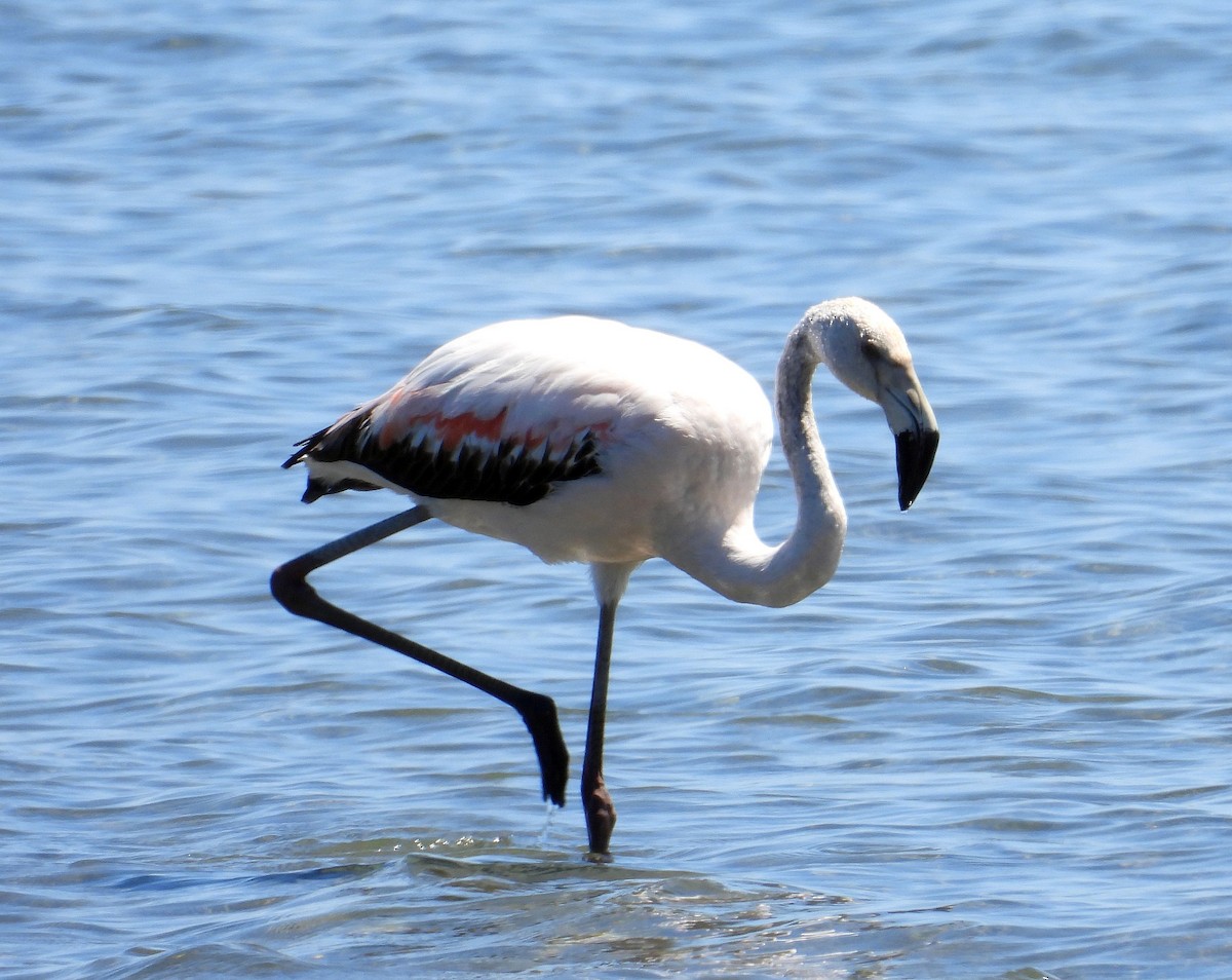 Chilean Flamingo - Chris Burwell
