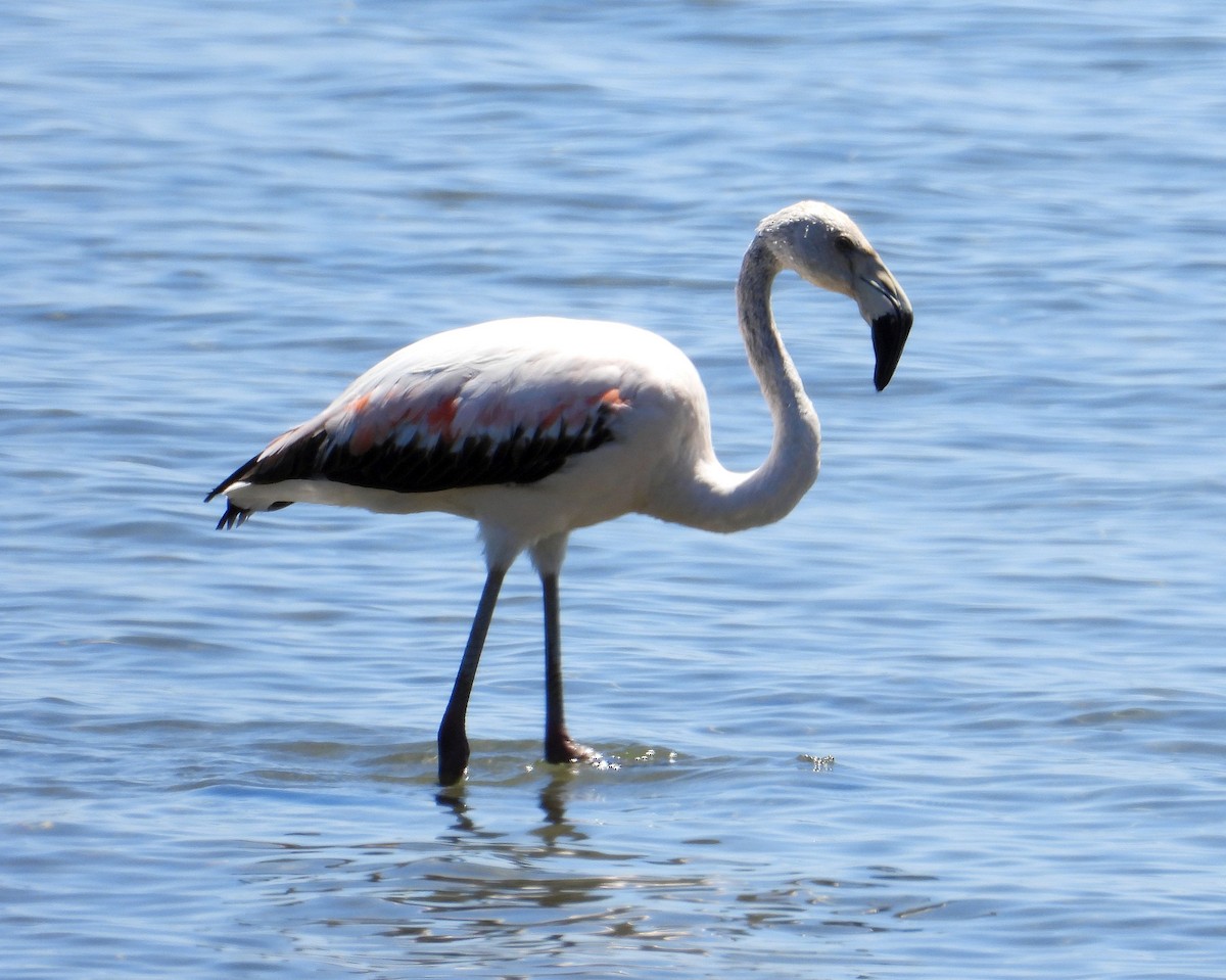 Chilean Flamingo - Chris Burwell