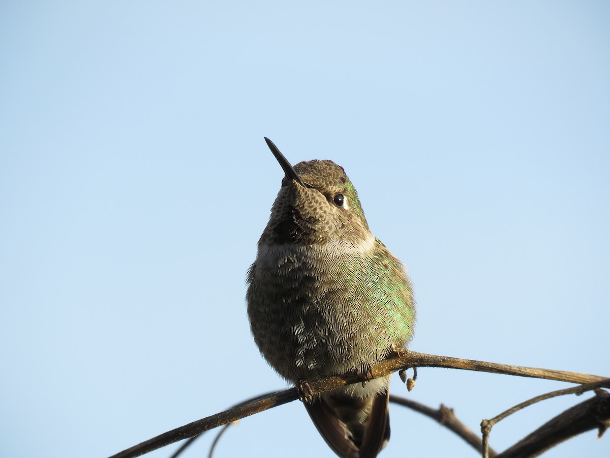Anna's Hummingbird - ML135637651