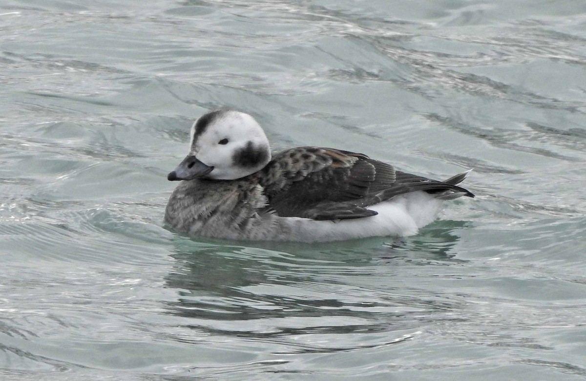 Long-tailed Duck - ML135637721