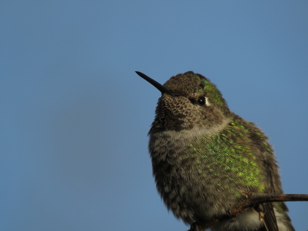 Anna's Hummingbird - ML135637851