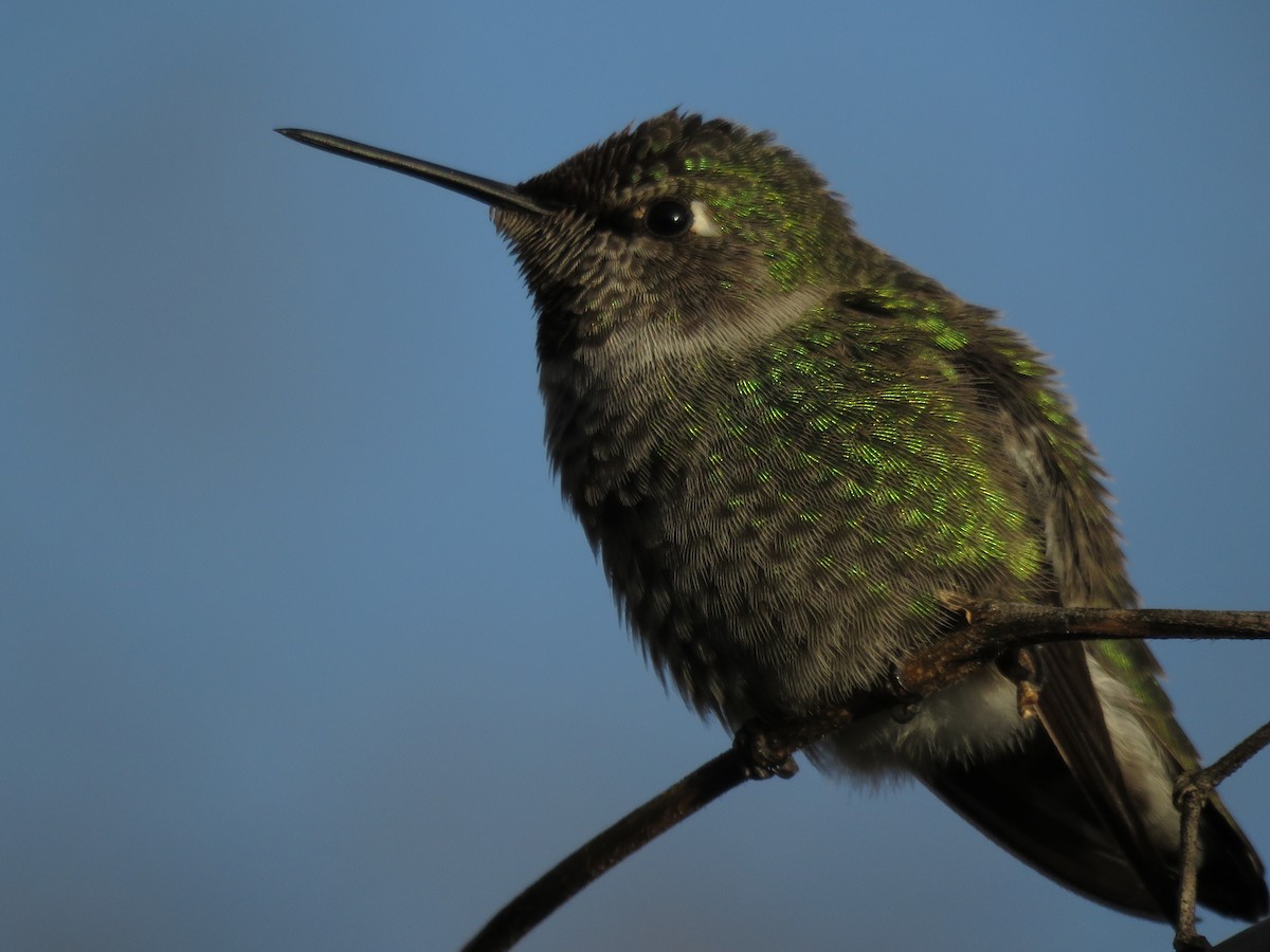 Anna's Hummingbird - ML135637881