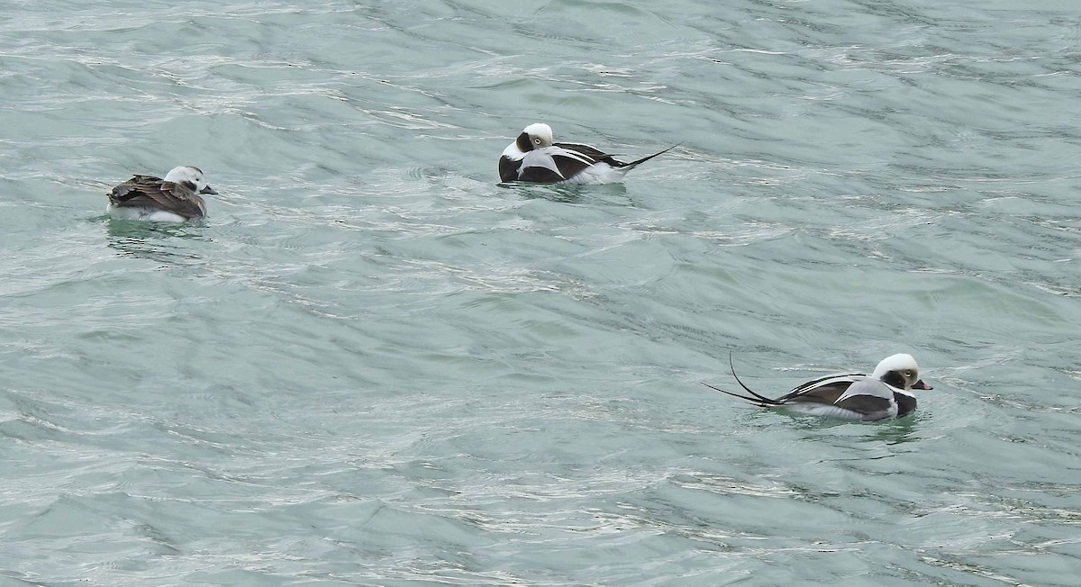 Long-tailed Duck - ML135638871