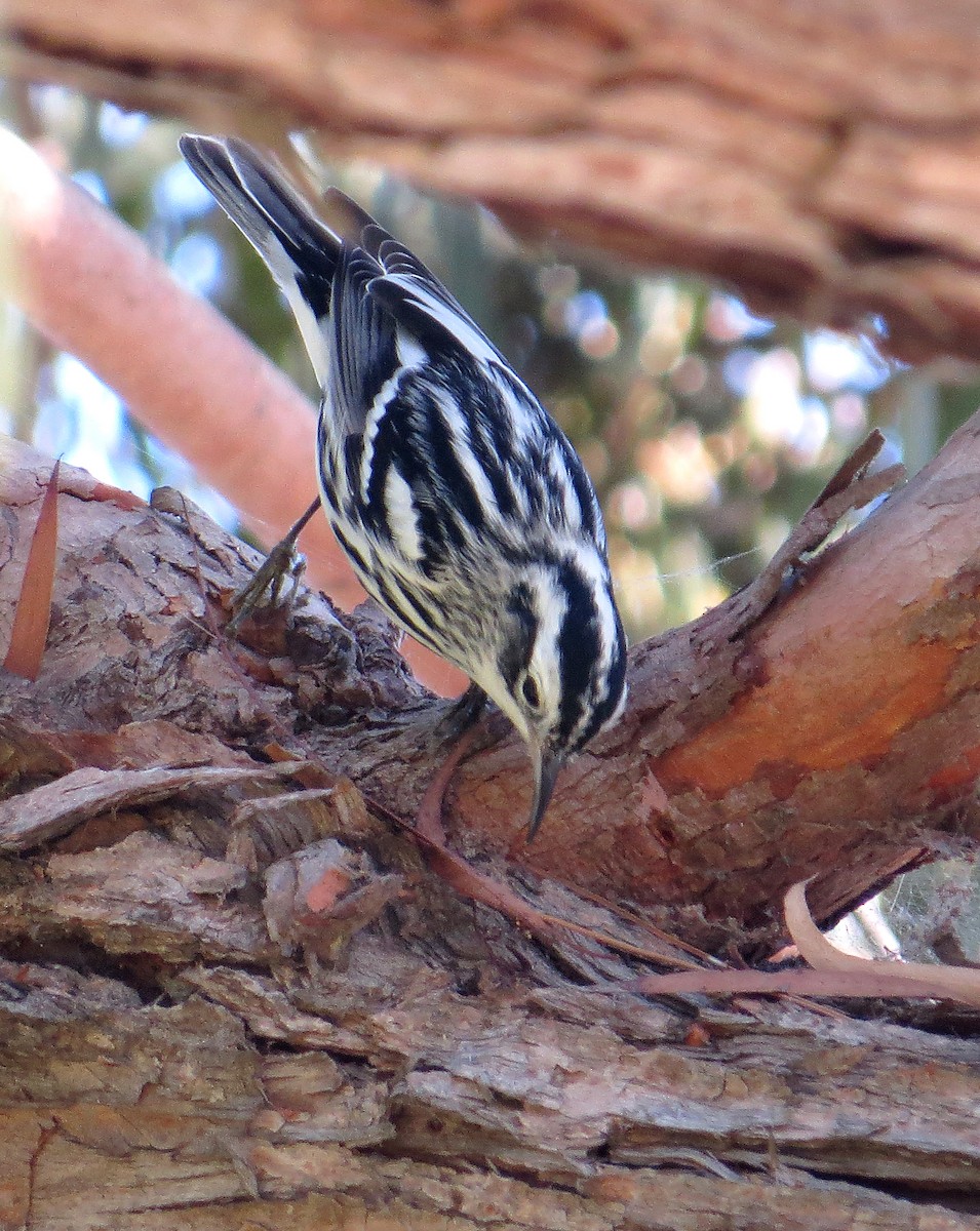 Black-and-white Warbler - ML135639301