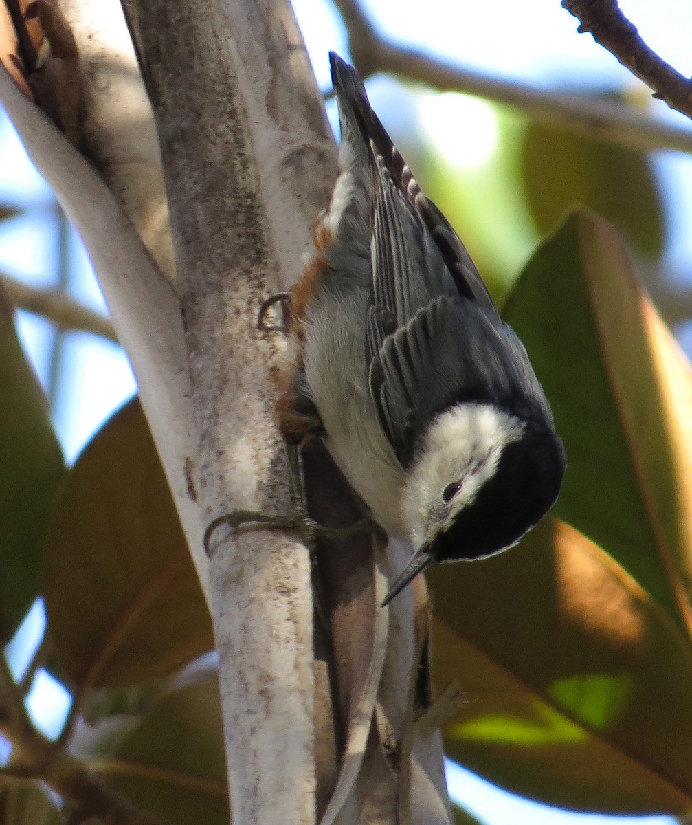 White-breasted Nuthatch (Pacific) - Michael Woodruff