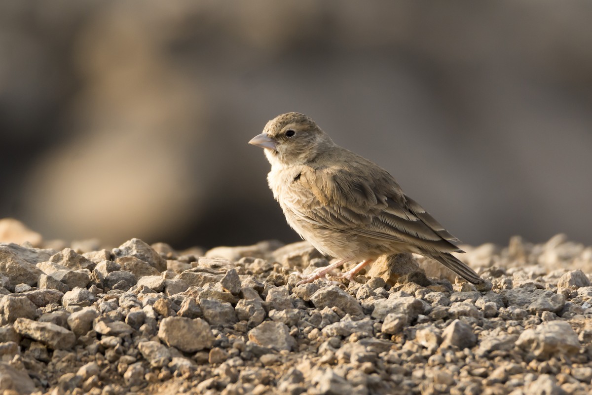 Ashy-crowned Sparrow-Lark - ML135645021