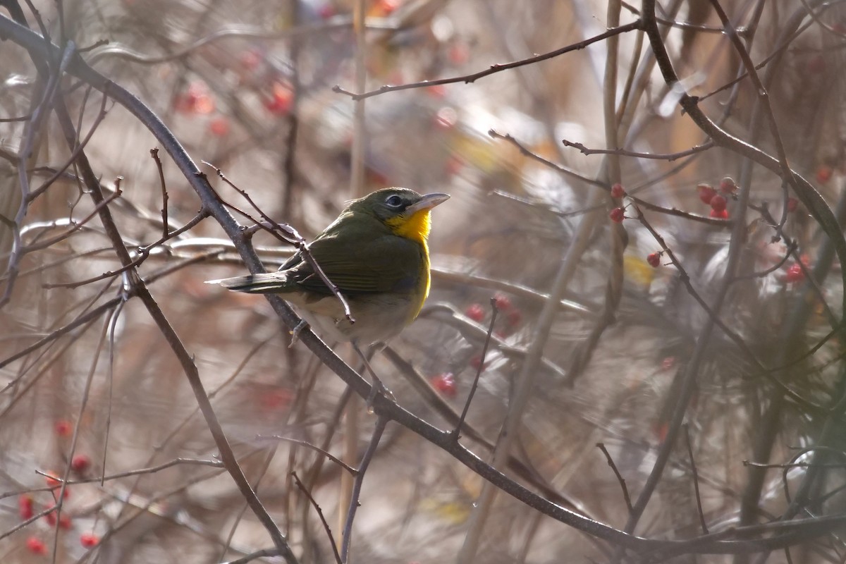 Yellow-breasted Chat - ML135645161