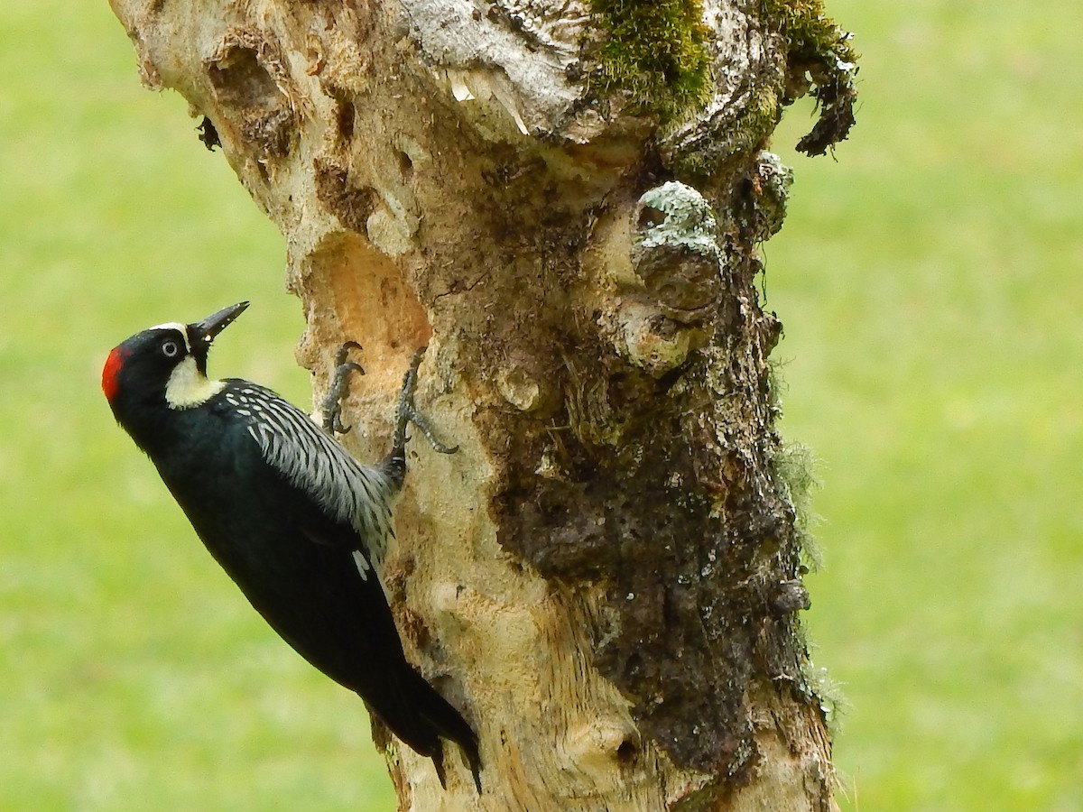 Acorn Woodpecker - robert copeland