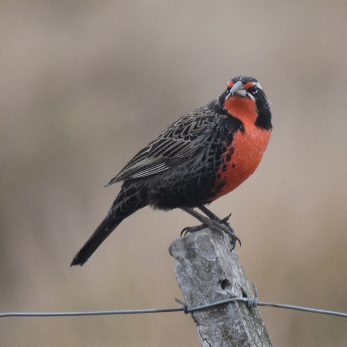 Long-tailed Meadowlark - andres ebel