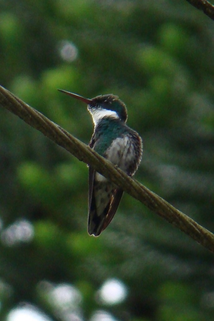 White-throated Hummingbird - ML135648271