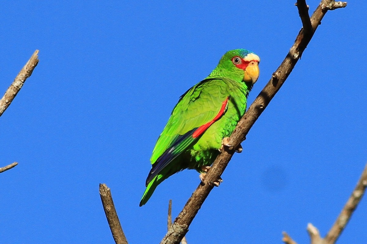 White-fronted Parrot - Manfred Bienert