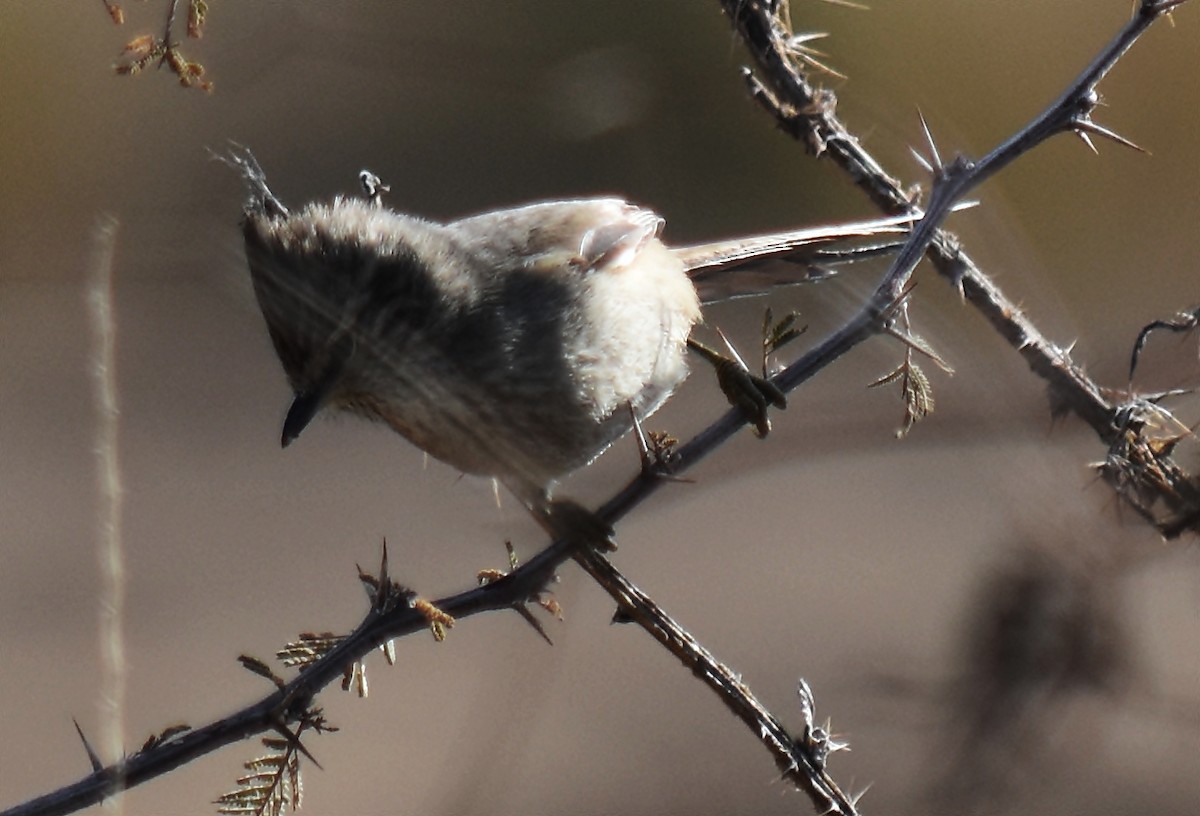 Tufted Tit-Spinetail - ML135649721