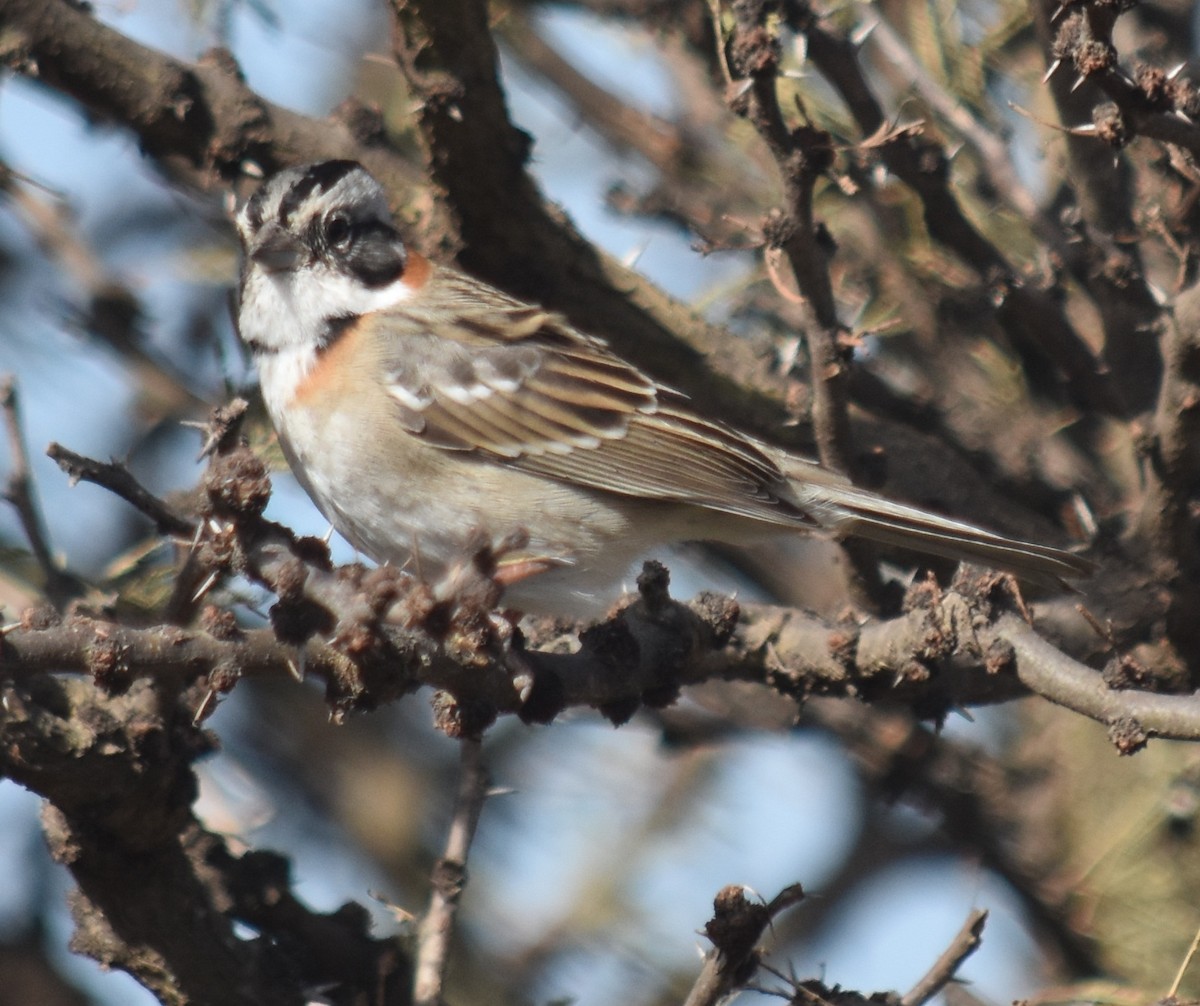 Rufous-collared Sparrow - ML135650021