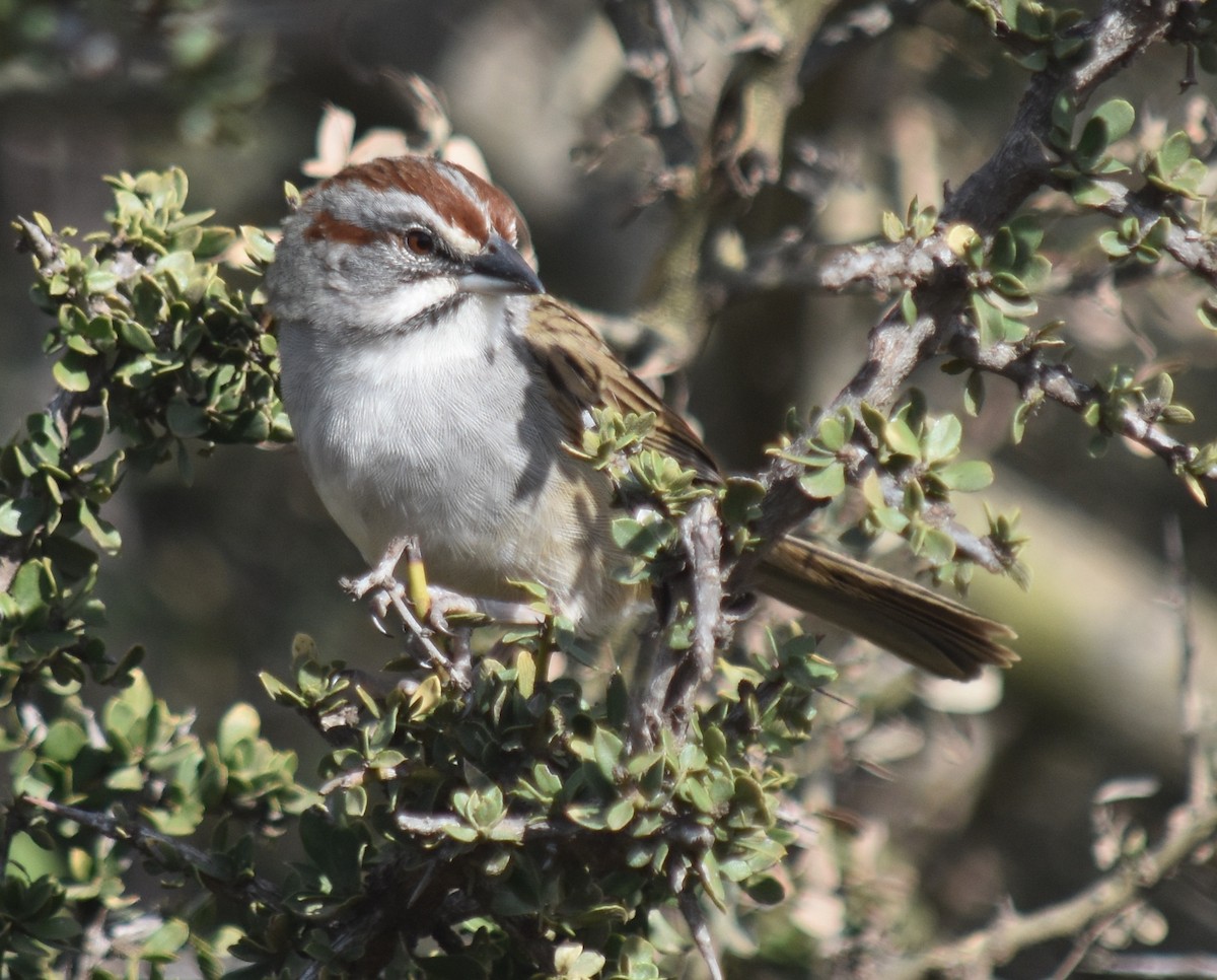 Chaco Sparrow - ML135650191