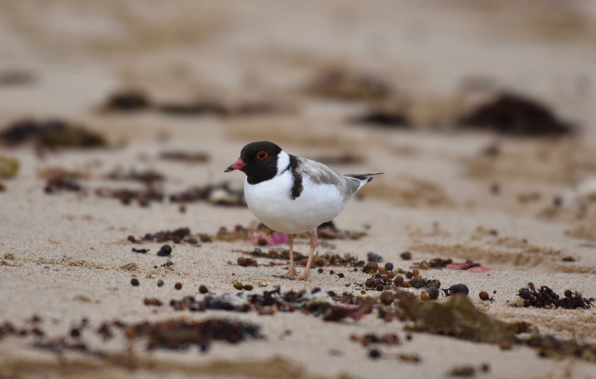 Hooded Plover - Fred Booker Malcolm