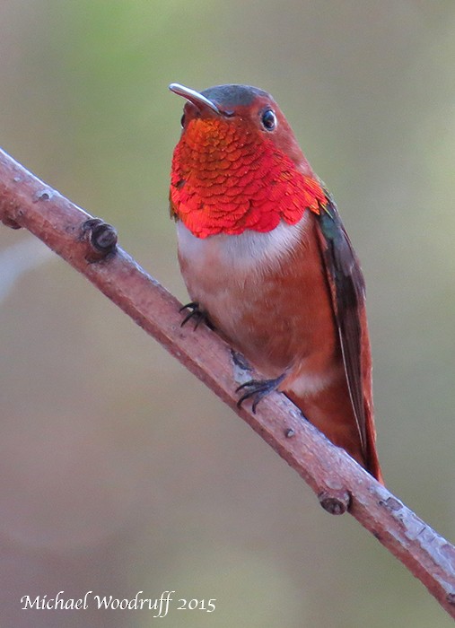 Allen's Hummingbird - Michael Woodruff