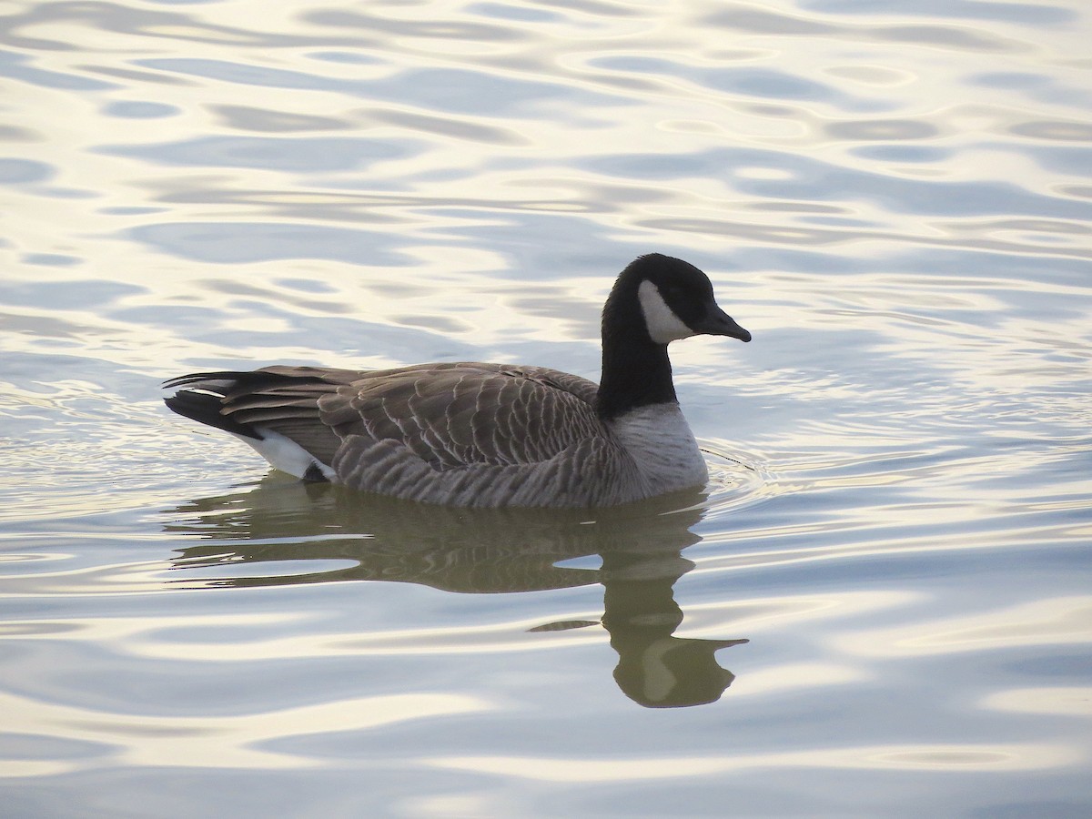 Cackling Goose (Richardson's) - ML135652101