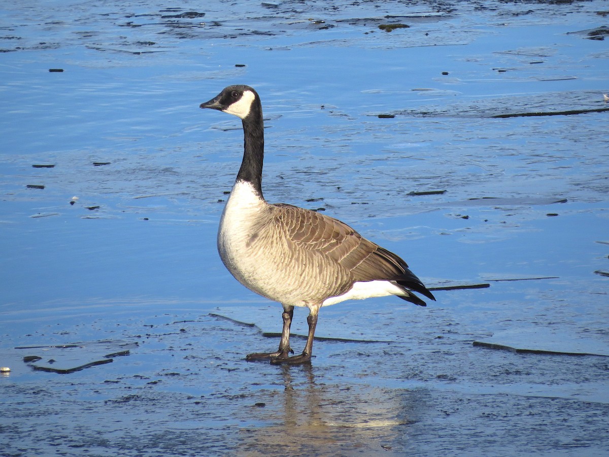 Cackling Goose (Taverner's) - ML135652241