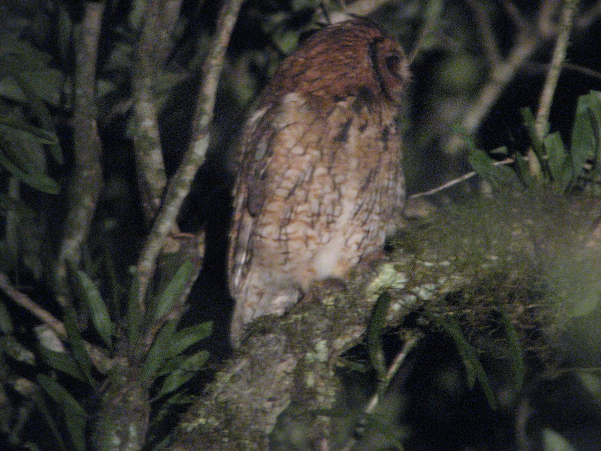 Long-tufted Screech-Owl - ML135653191