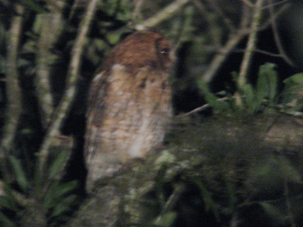Long-tufted Screech-Owl - German Pugnali