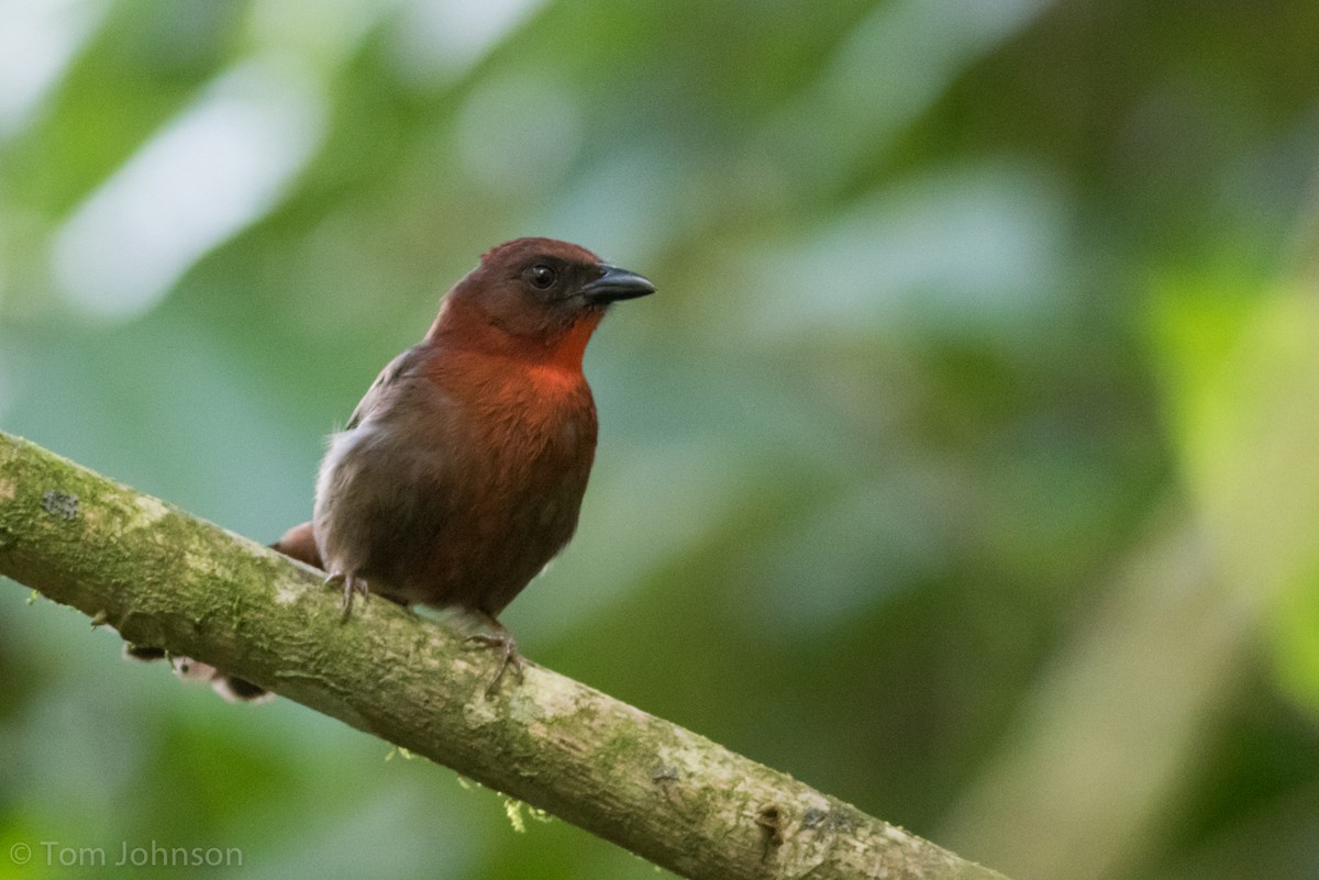 Red-throated Ant-Tanager - Tom Johnson
