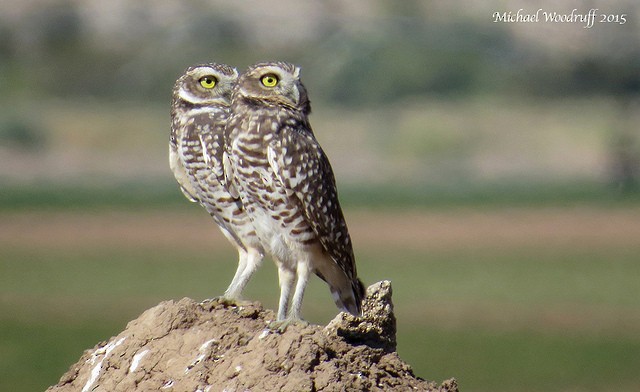 Burrowing Owl - ML135656371