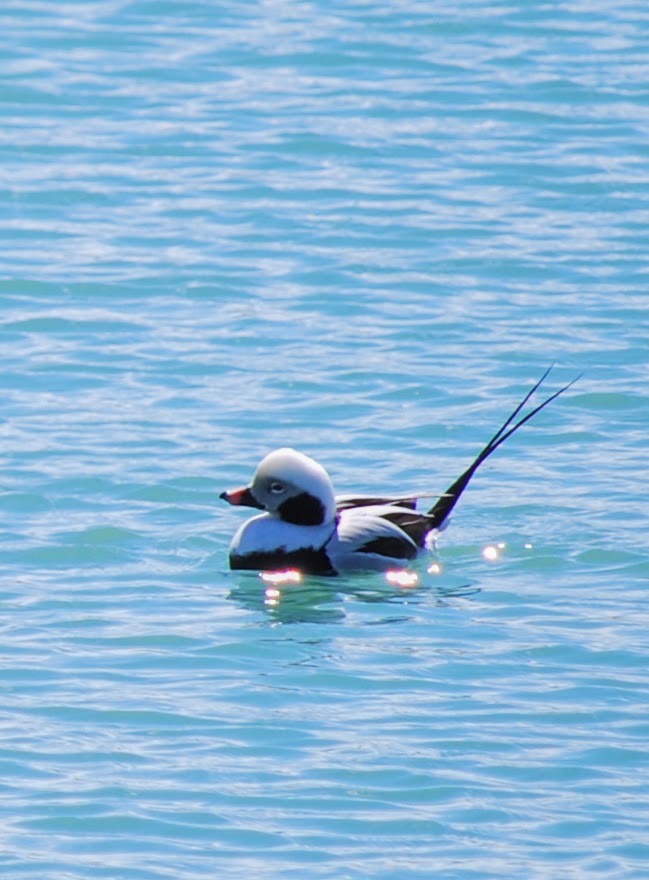Long-tailed Duck - Prashant A