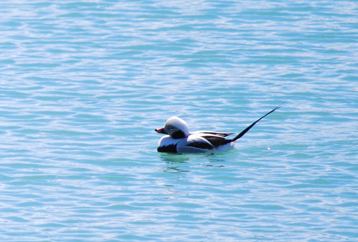 Long-tailed Duck - ML135657171