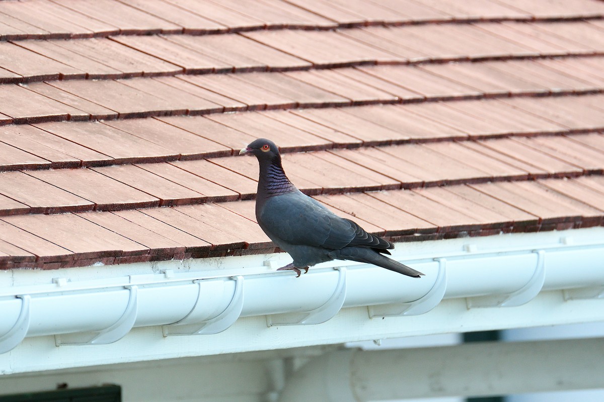 Scaly-naped Pigeon - ML135657211