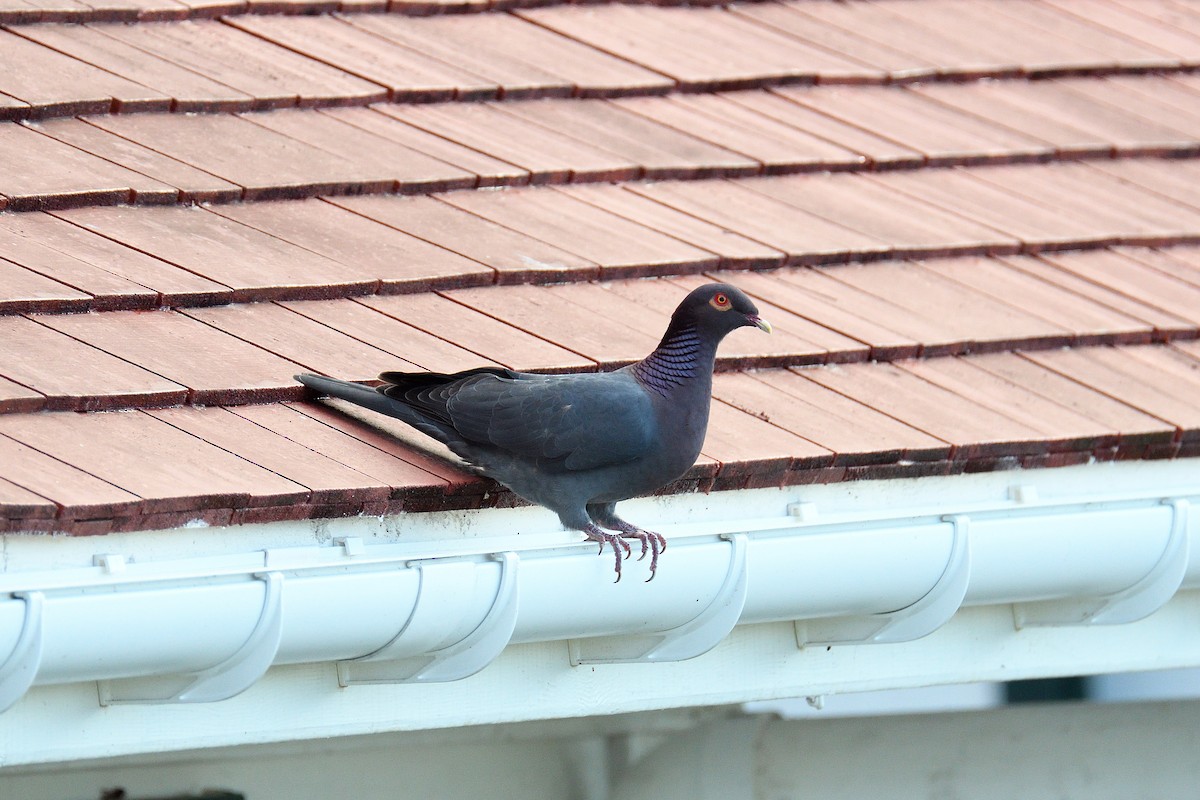 Scaly-naped Pigeon - ML135657221