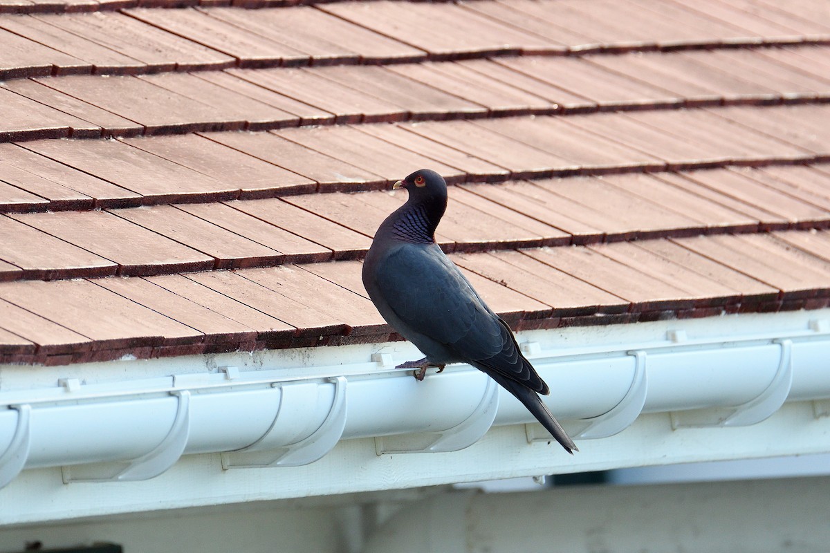 Scaly-naped Pigeon - ML135657231