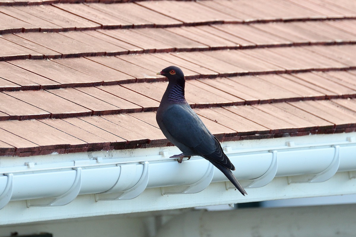 Scaly-naped Pigeon - ML135657241