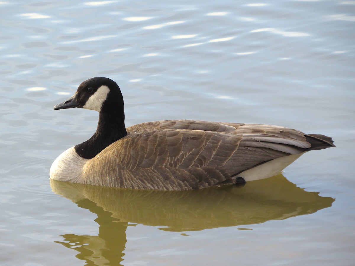 Canada Goose (canadensis Group) - ML135658341