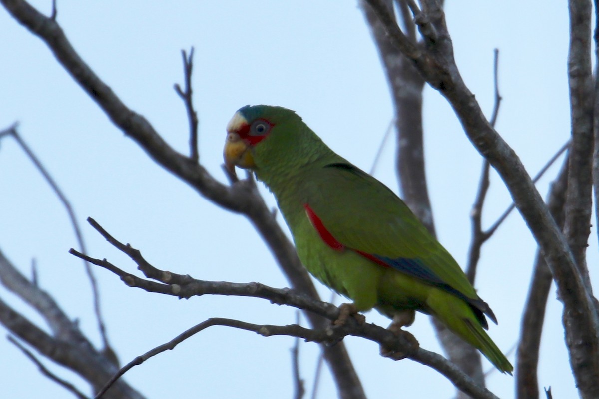White-fronted Parrot - Gustino Lanese