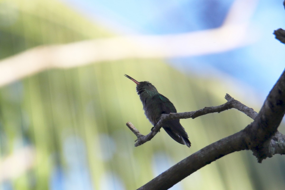 kolibřík skvrnitoprsý - ML135659301