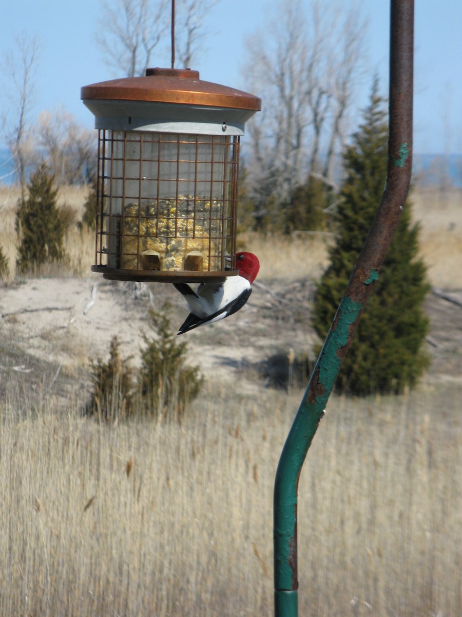 Red-headed Woodpecker - James Scott