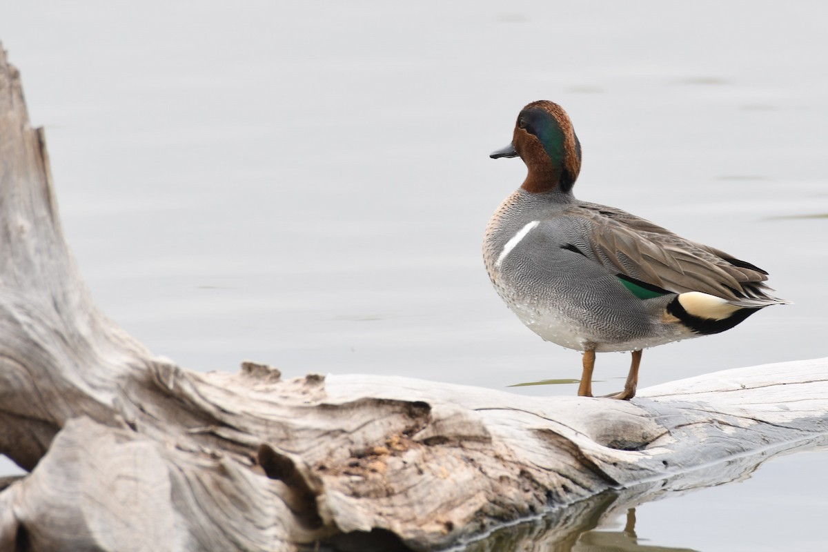 Green-winged Teal - ML135664381