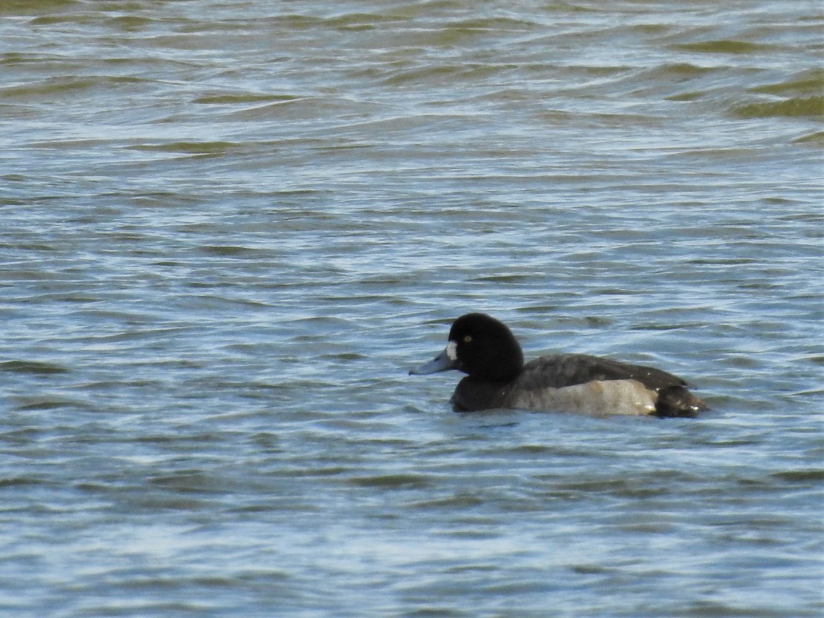 Greater Scaup - ML135665741
