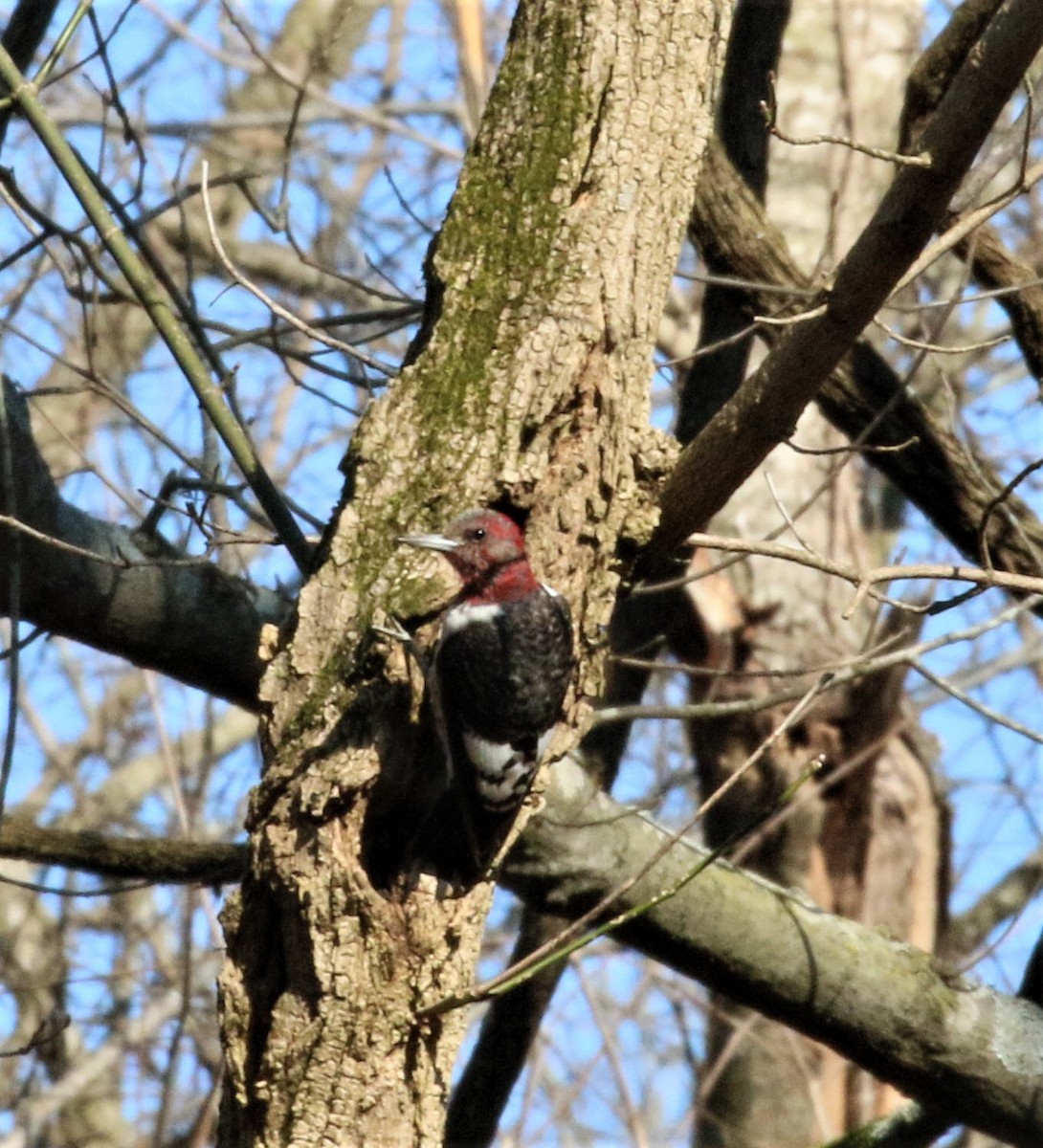 Red-headed Woodpecker - ML135665941