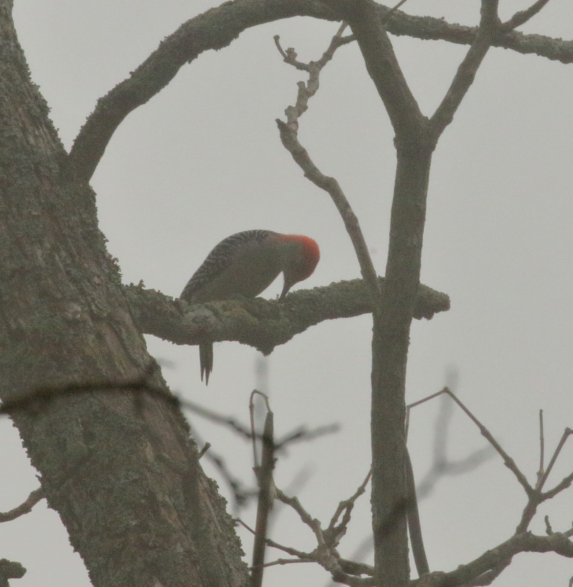 Red-bellied Woodpecker - Jane C Allen