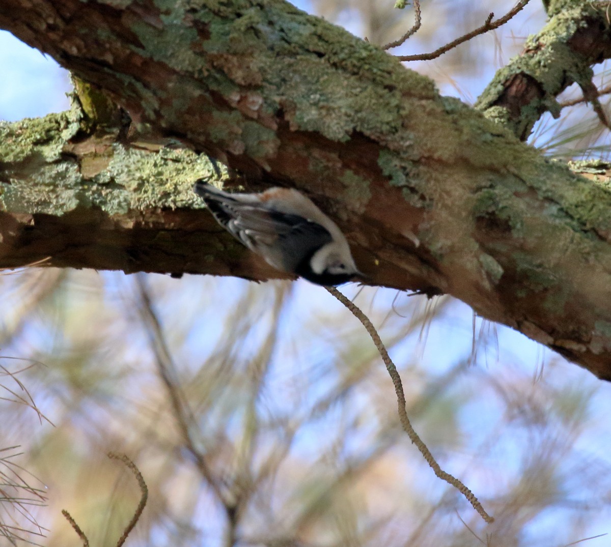White-breasted Nuthatch - ML135667001