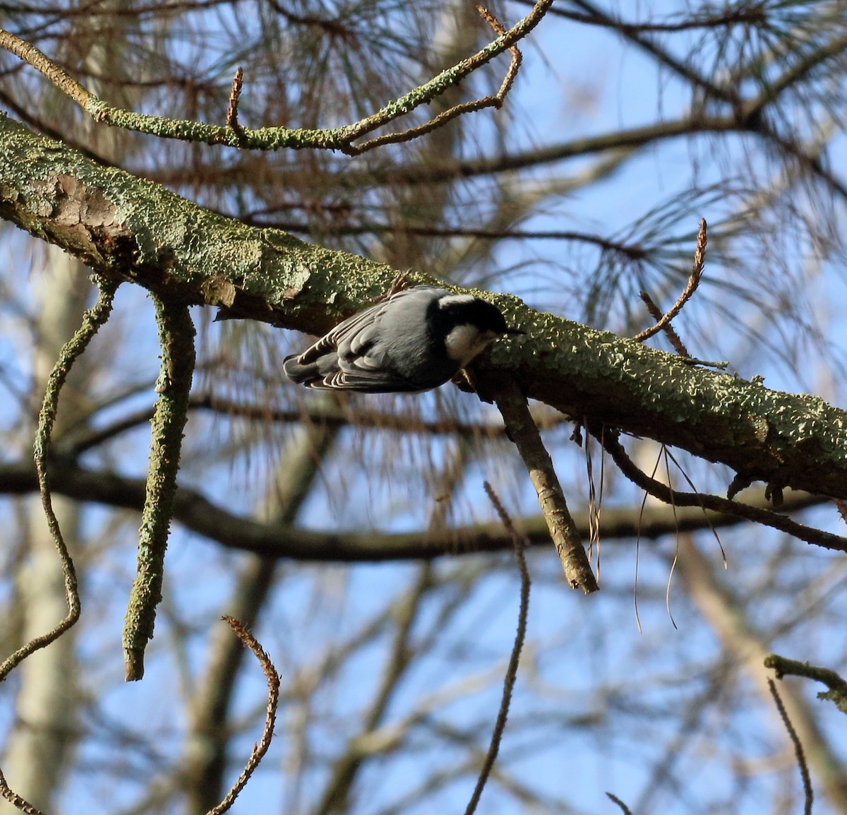 White-breasted Nuthatch - ML135667011
