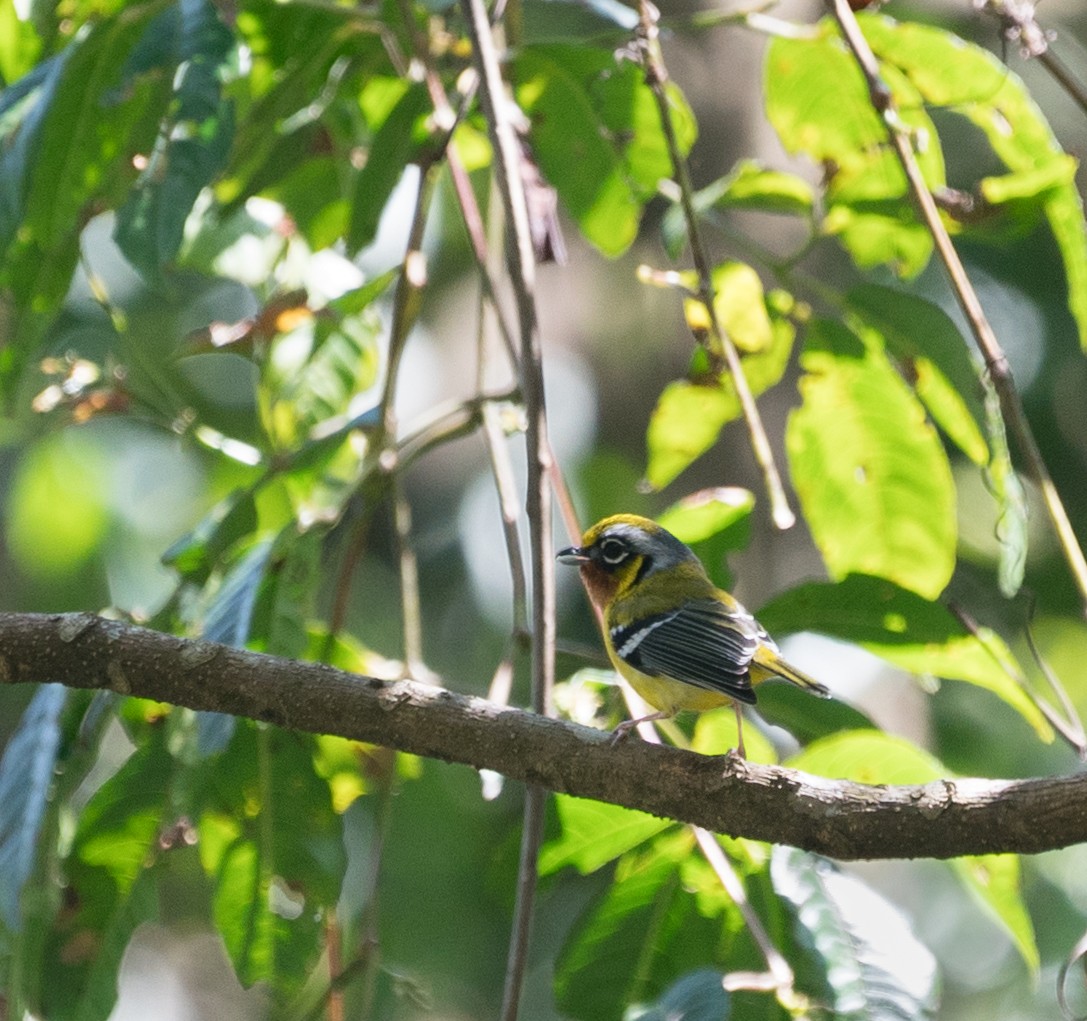 Black-eared Shrike-Babbler - ML135667721