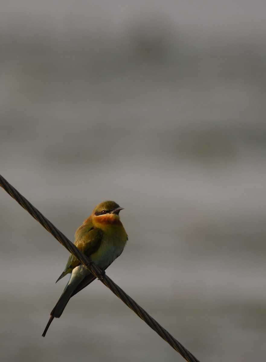 Blue-tailed Bee-eater - ML135668811