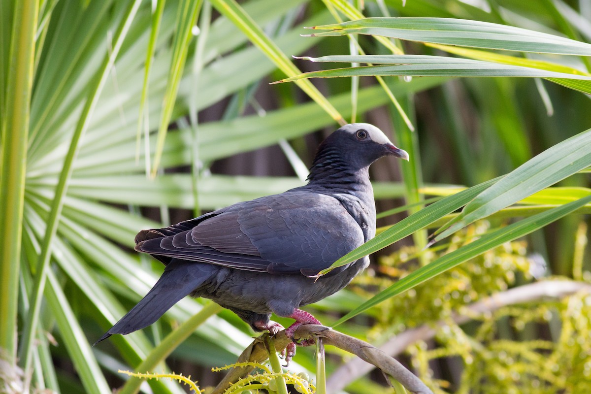 White-crowned Pigeon - ML135669601