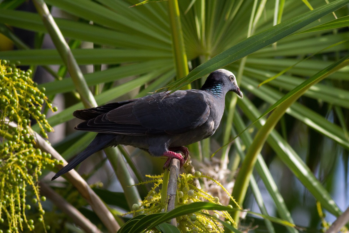 White-crowned Pigeon - Francis Canto Jr